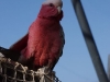 20110227_0990