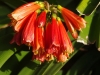 IMGP0956