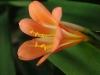 IMGP0974